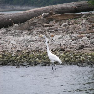 Good shot of the bird, but take a gander at the great piece of driftwood just above him! Wow!