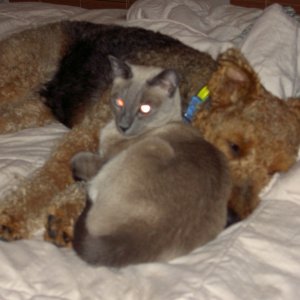 Best buddies, now gone.  Valkyrie and Tao