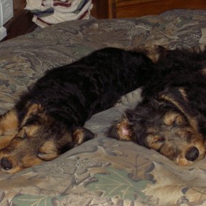 Boomer and Bramble napping at the cabin.