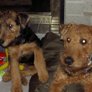 Freyja and Bramble at the cabin.