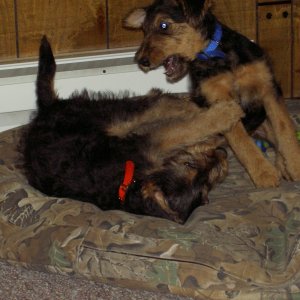 More wild puppies!