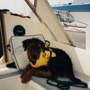 Freyja as a puppy in her PFD onboard Spirit, our Jeanneau 23.

Rest in peace, Freyja.  Passed away at 12 years of age - June 1, 2008.