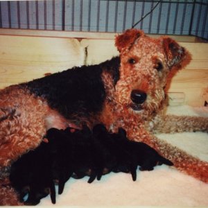 Valkyrie taking care of her puppies.