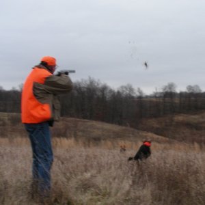 Media 'Bird down.  Dogs in high gear.' in album 'Boomer before.'
