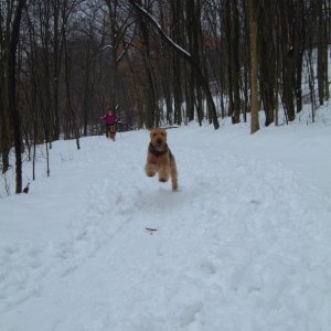 Odin running in the snow at our cabin after ski-joring with Marcia and Valkyrie.
