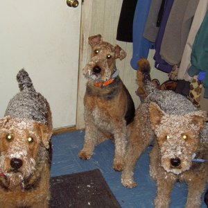 Snowdogs in "meltdown" in the mud room before re-entering the house.