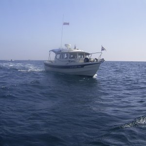 sealife
