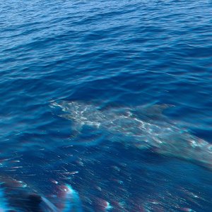 Looking out the window of Fishtales while heading to the fishing grounds -- dolphins!