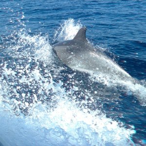 Media 'A rather LARGE dolphin' in album 'salty c'