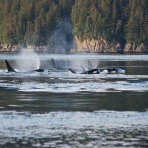 Orca in Lisianski Inlet on the way to Pelican.