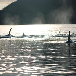 orca 2