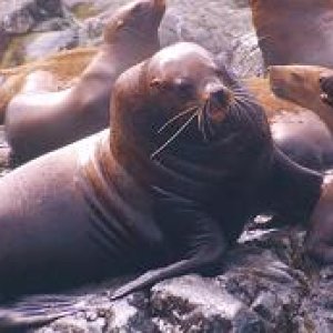 sea lion