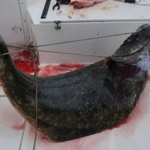 halibut
