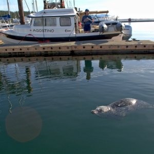 The local harbor seal, Popeye.  Apparently, she's about 30 years old now, and recently went missing for a couple of months, according to some intel that Chad received from locals.