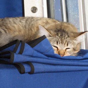 Down for a nap