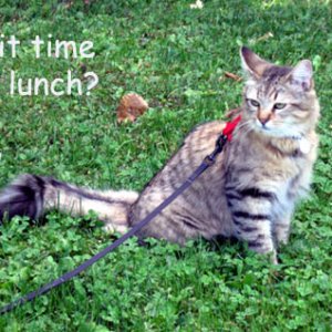 Izzy lunch time