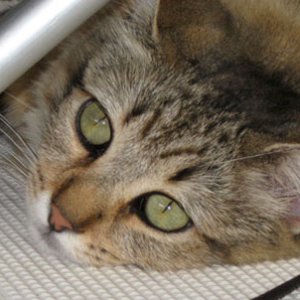 Little Izzy under a chair