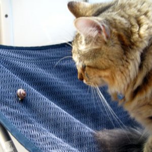 escargot?