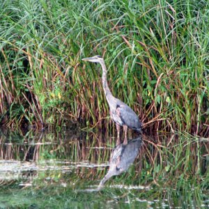 blue heron