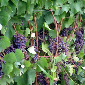 grapes