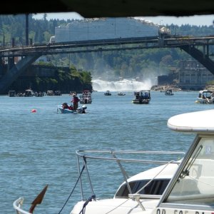 Springer season in Oregon City