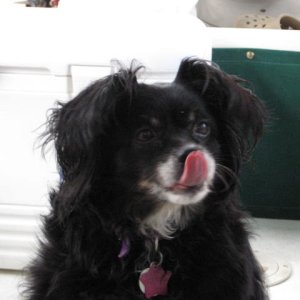Miss Priss at Powell thinks about the fish for dinner!