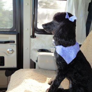 Co pilot Miss Angel