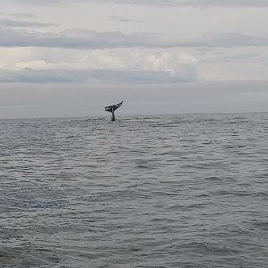 Whale tail Glen