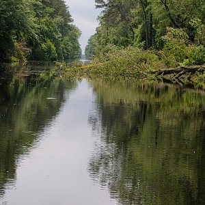 Tree across ICW Glen
