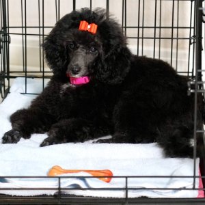 Gigi after her first beauty shop appointment at 16 weeks
