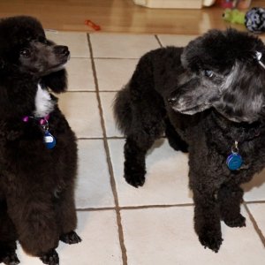 Gigi and Angel after grooming