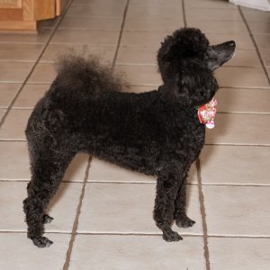 Gigi is now over 2 1/2 years old, and is working hard to earn her good canine citizen award.  Does everything right inside the hose, with no distractions....but outside and other people...not so good.  Didn't have much socializing with COVID.