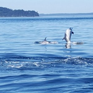 Long-beaked Common Dolphin #1-July 2016