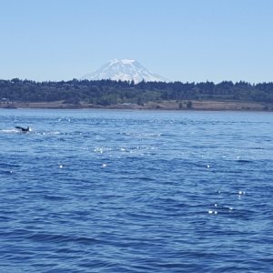 South Sound-Chambers Bay, Mount Rainier and Dolphins