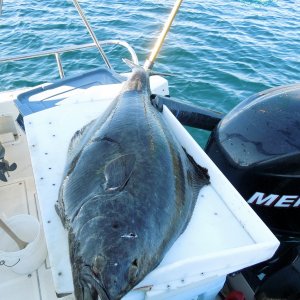 Jody almost gave me the rod on this one.  The harpoon made short work of this guy when he broke the surface.