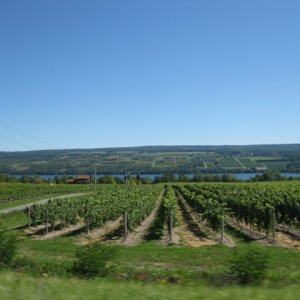 Media 'Seneca Lake and one of many vineyards' in album 'DSC02891'