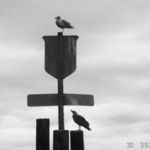 Media '30 Sept 2005 Sequim: The seagulls.' in album '2 Jan 2005 Bellingham:  Happy New Year! We're gonna cruise over to LaConner.'