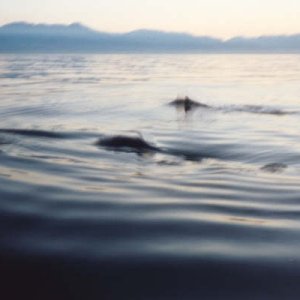 Dall Porpoises along for the ride