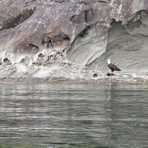 Eagle feasting on its catch, a small Heron