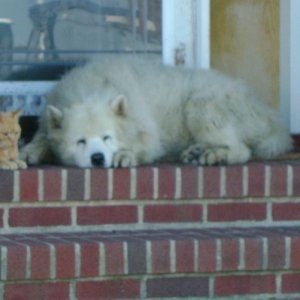 Dogs and Cats
