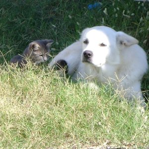 Dogs and cats 2