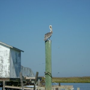 Pelican