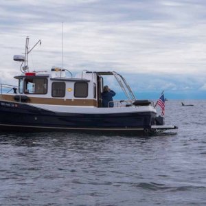 Large pod of whales near Lime Kiln Lighthouse