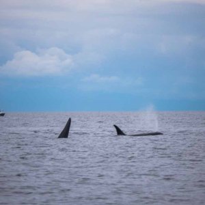 Large pod of whales near Lime Kiln Lighthouse