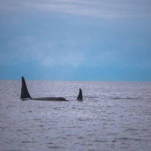 Large pod of whales near Lime Kiln Lighthouse