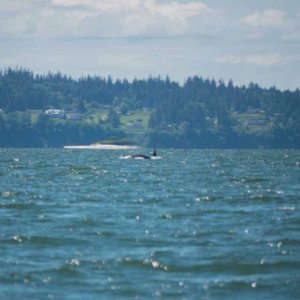 More whales just north of Everett - East side of Whidbey Island