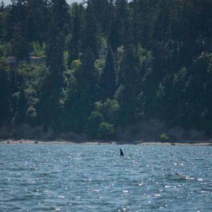 More whales just north of Everett - East side of Whidbey Island