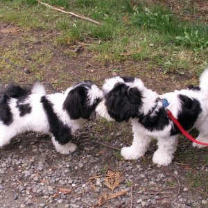 Sophie Gives Baxter a Kiss at Sequim 9-30-06