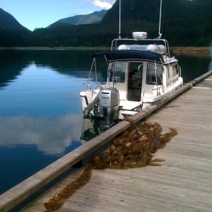 Attack of \"Killer\" kelp at Taku Harbor dock
