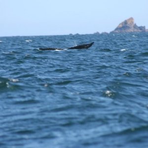 Media 'humpbk whale tail' in album 'Tom\'s 20lbs King'